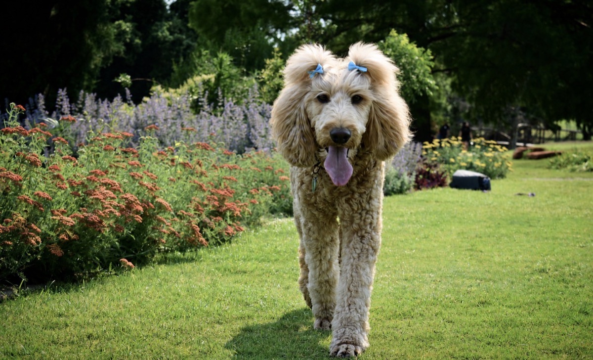 Penny, the owner's golden goldendoodle, walking across a sunny flower-lined North Idaho backyard