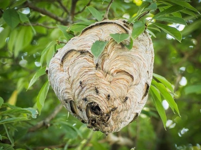 Large gray, papery, football-shaped bald-faced hornet nest hanging in a tree