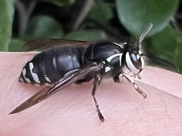 Black and white bald-faced hornet on its gray paper nest