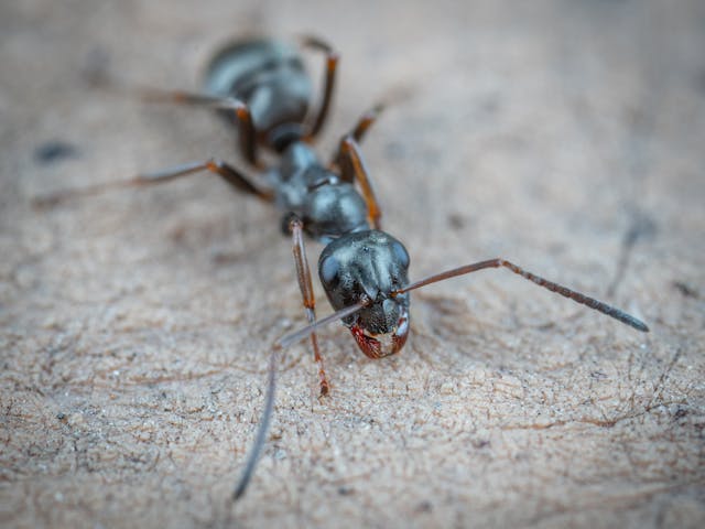 Large black carpenter ant