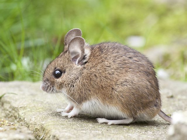 Deer mouse with white belly and large ears