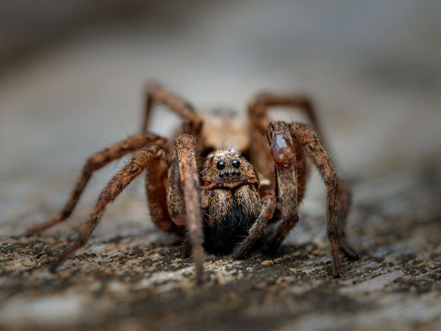 Large long-legged giant house spider