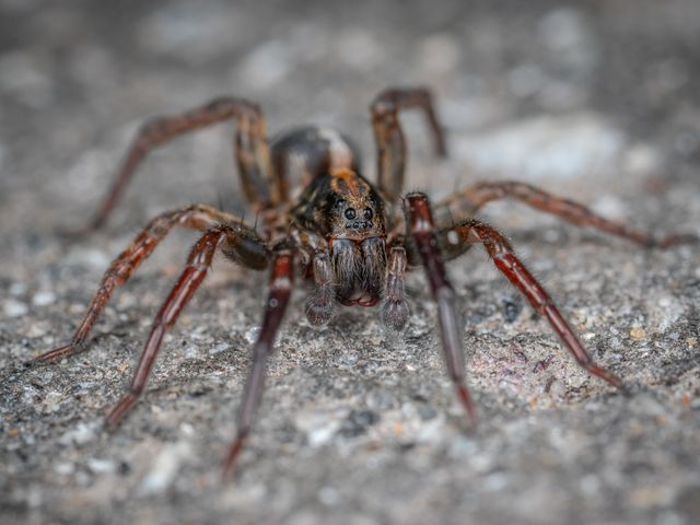 Brown hobo spider, a ground-dwelling spider common in North Idaho