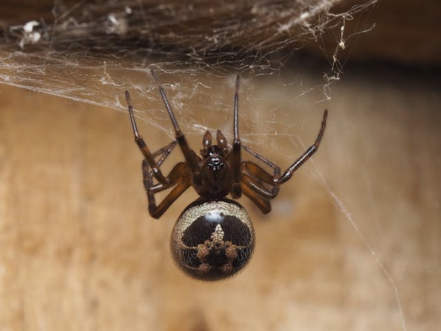 Common house spider on a web in a corner of a home