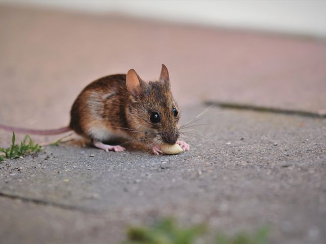 Small gray-brown house mouse