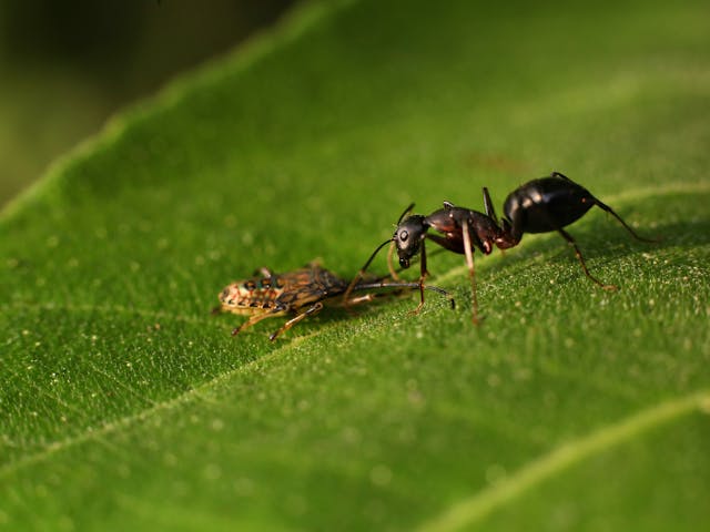 Yellowish-brown moisture ant
