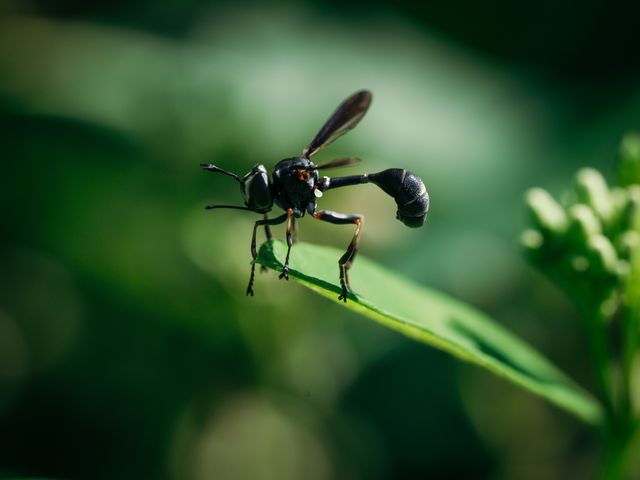 Slender black mud dauber wasp