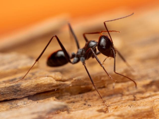 Tiny dark odorous house ant on a kitchen surface