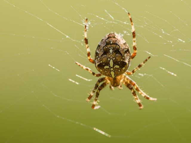 Orb-weaver spider sitting in the center of a large circular web