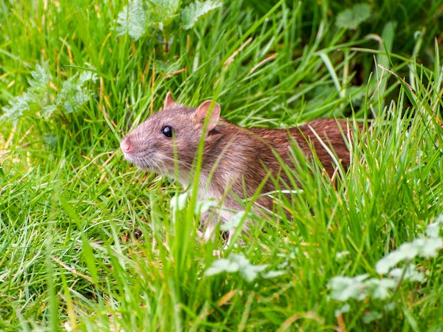 Bushy-tailed pack rat (wood rat)