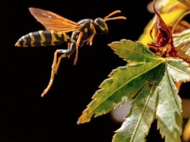Paper wasp on an open umbrella-shaped nest