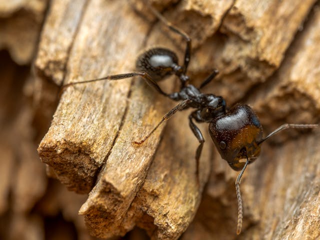 Small brown-black pavement ant