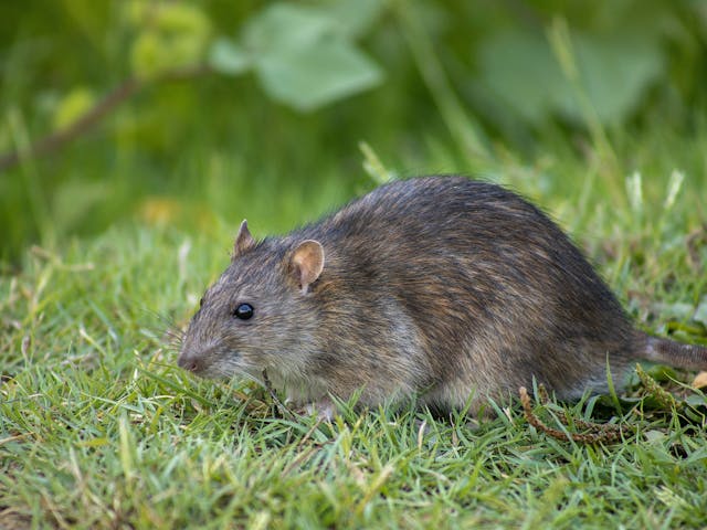 Large brown Norway rat