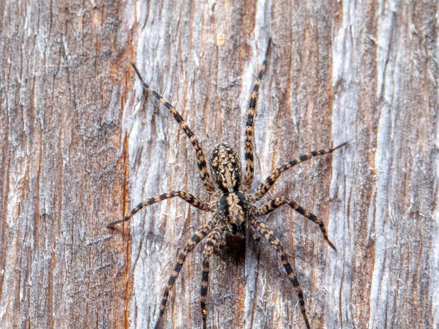 Large hairy brown wolf spider on the ground
