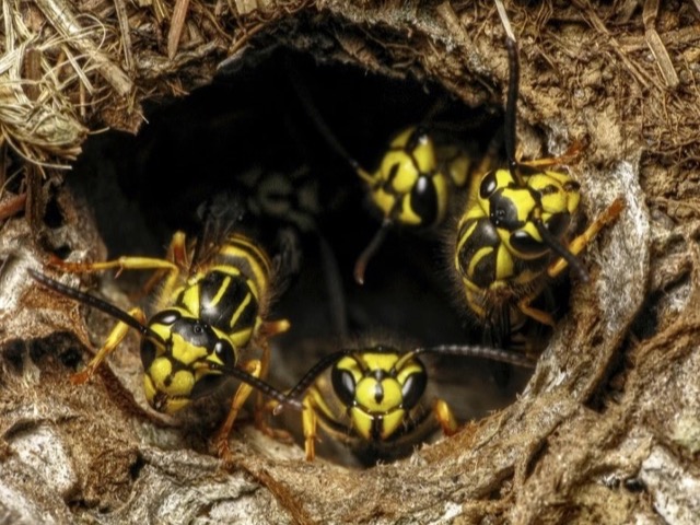 Yellow jackets swarming out of a hidden underground nest entrance